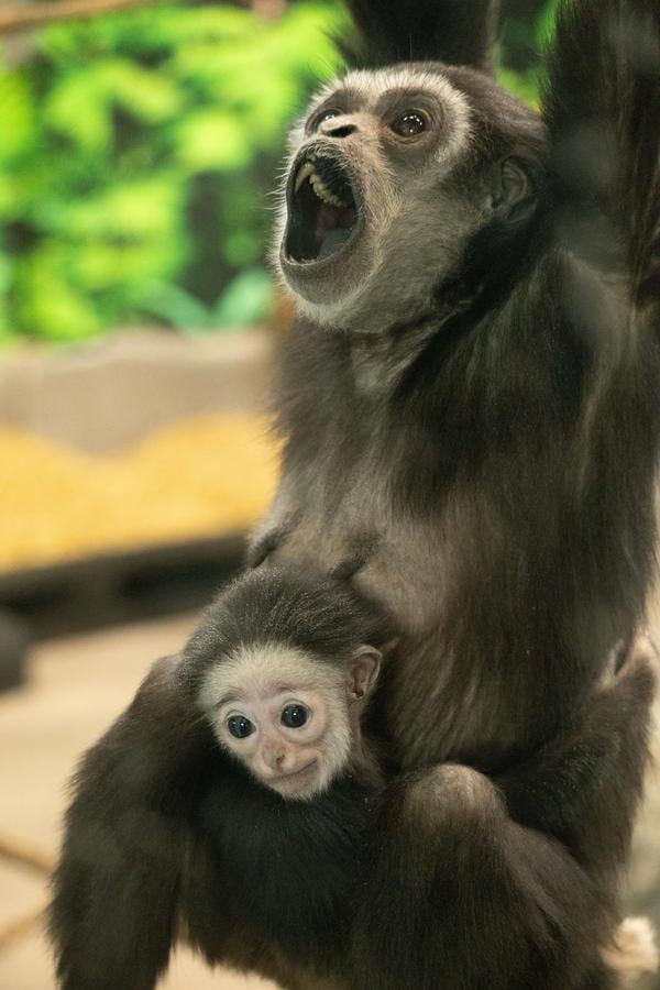 Mom and Baby Gibbon